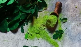 5 Powerful Health Benefits of Moringa Powder